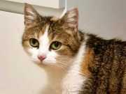 RemasterDirector_22abe5b5f