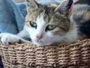 RemasterDirector_18da6b0cf