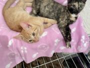 Dizzel-Buffy-und-Faith