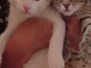 347422031_2742816319189906_8231930712078624300_n