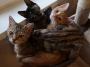 Tabby, Molly und Joshi