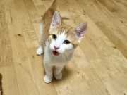 RemasterDirector_18da6b0cf