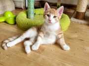 RemasterDirector_18da6b0cf