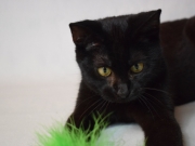 74614831_2690224774367857_3332281394855411712_o