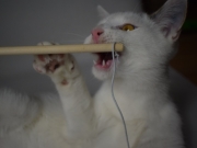 73495333_2690272694363065_472575805629661184_o