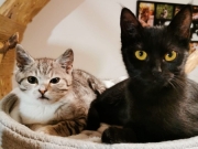 87863615_148066459644248_914564400365436928_n