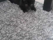 126844896_3543570745728868_7116753400944518080_o