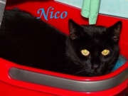 nico