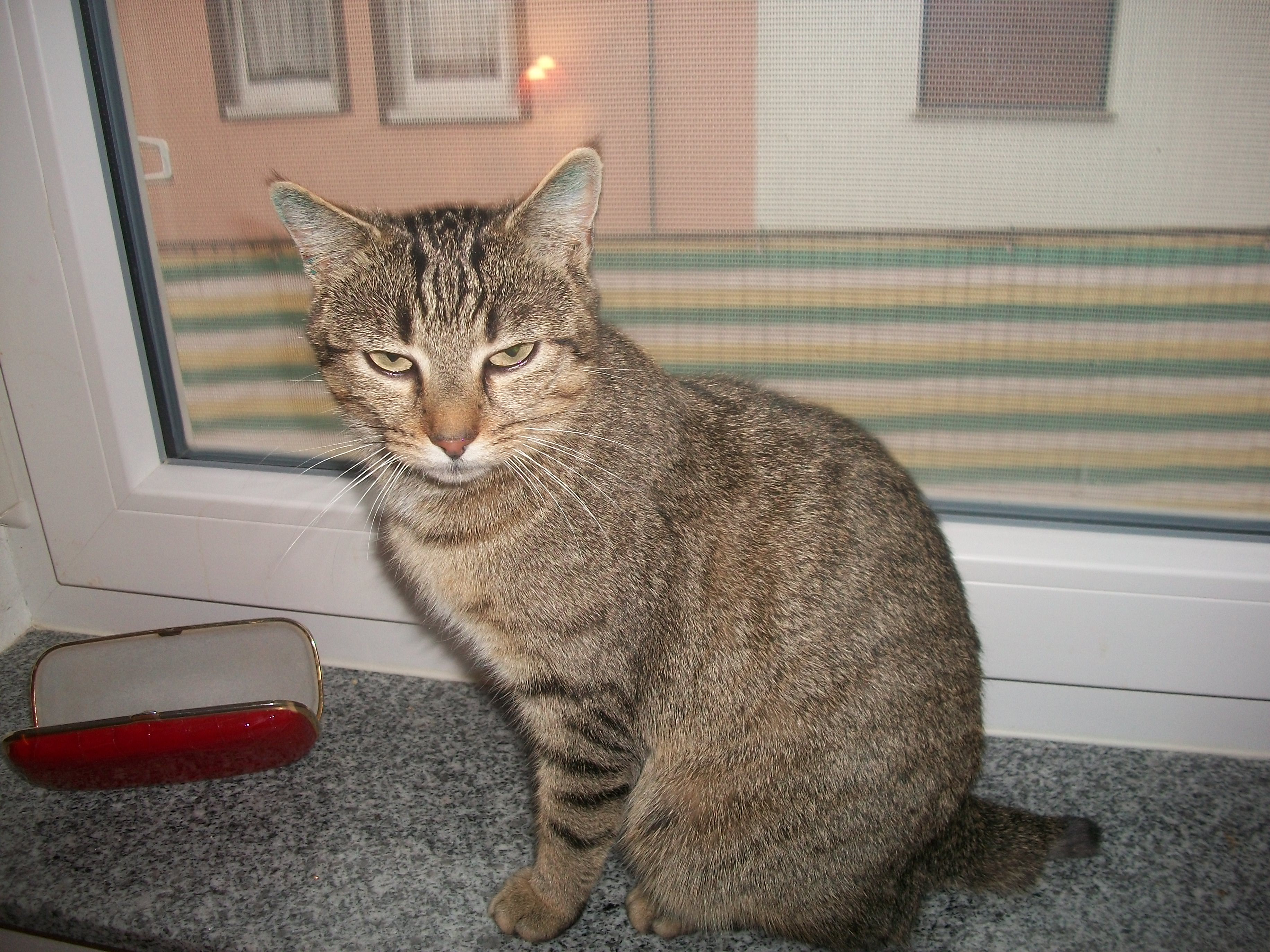 -vermittelt- Verschmuste Tigerdame Caro (geb. 2014) sucht liebevolles Heim