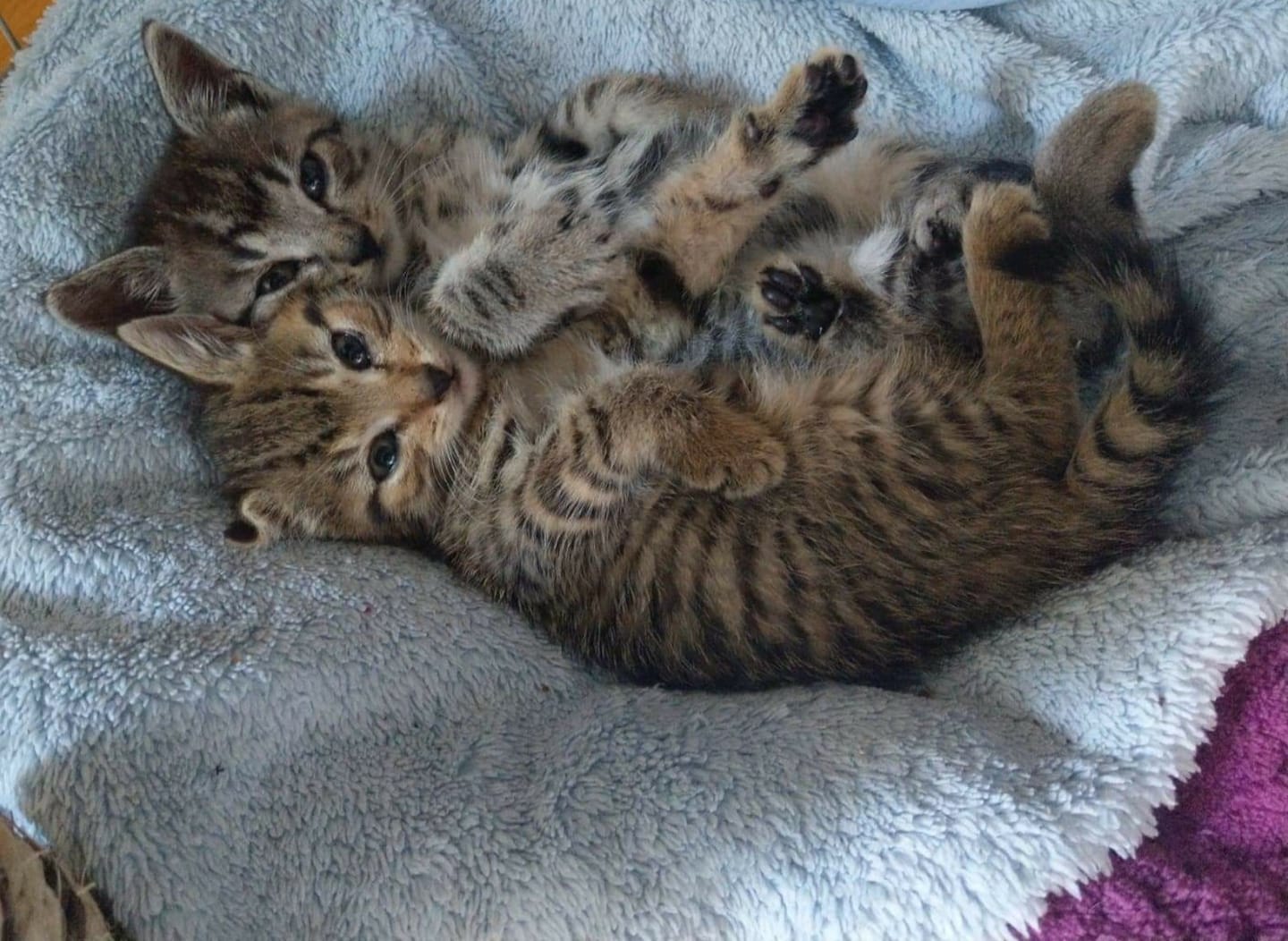 Drake und Elena auf Pflegestelle gezogen