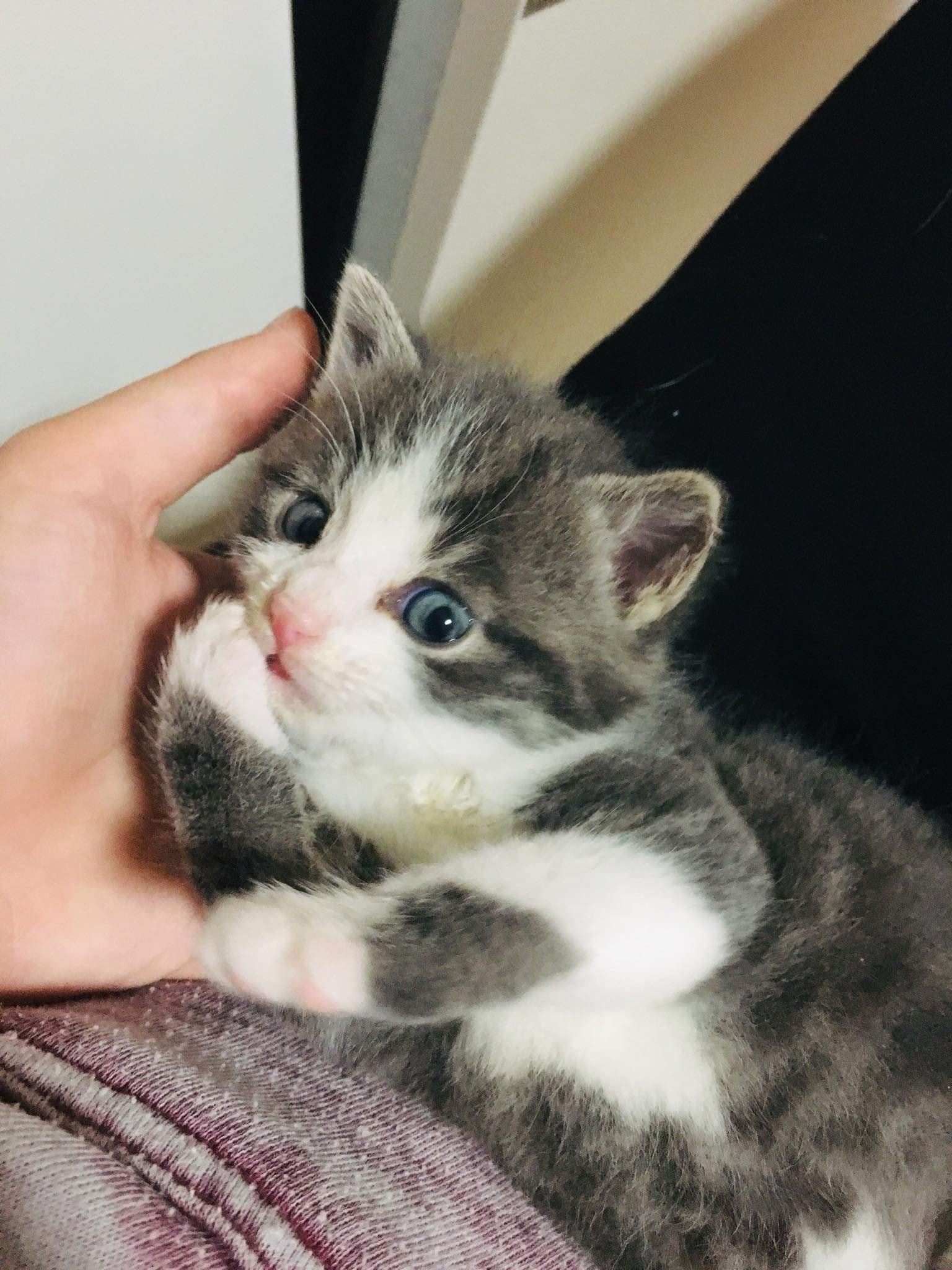 Kleiner Floki auf Pflegestelle eingezogen