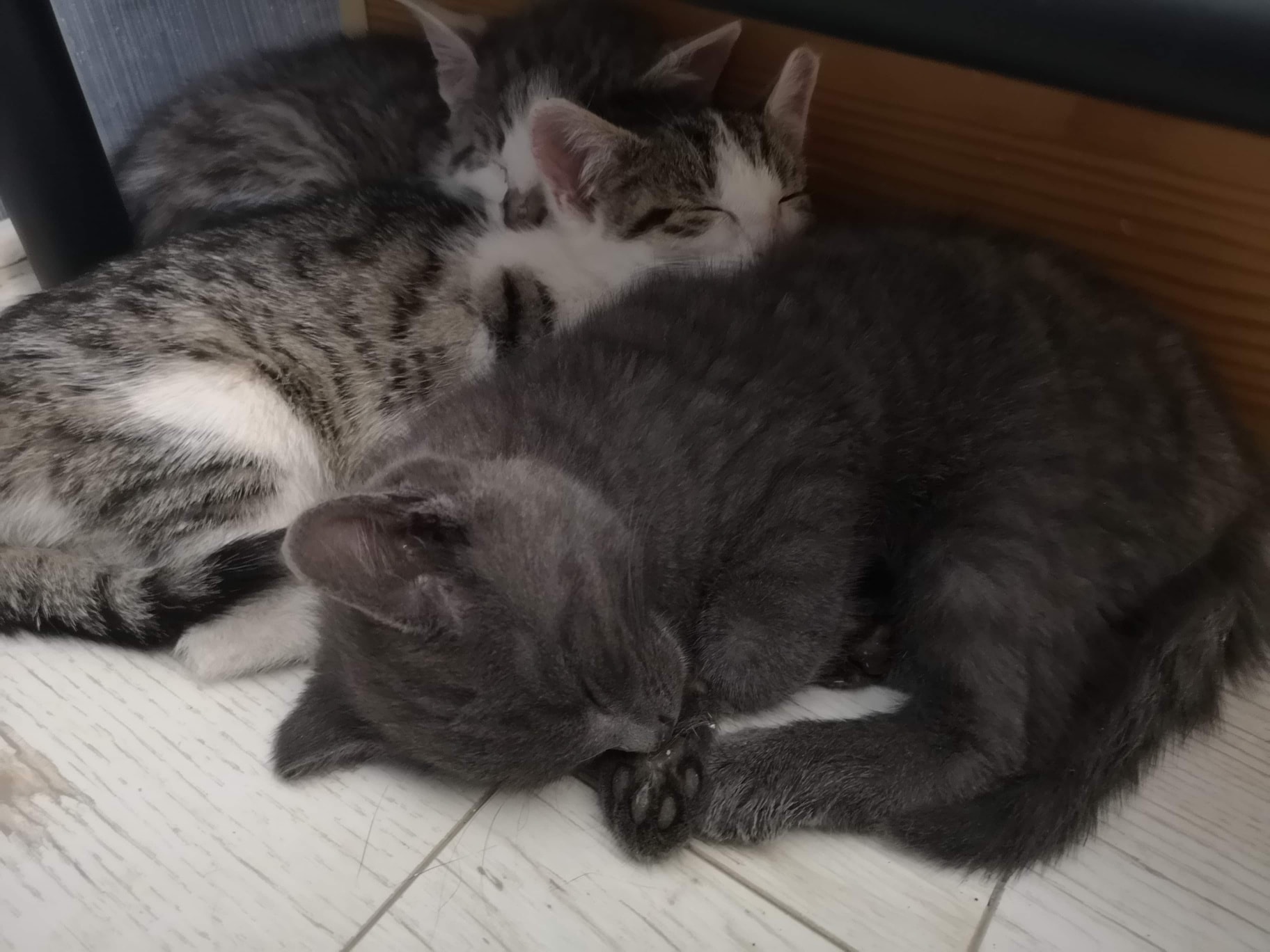 Drei Kitten auf Pflegestelle gezogen