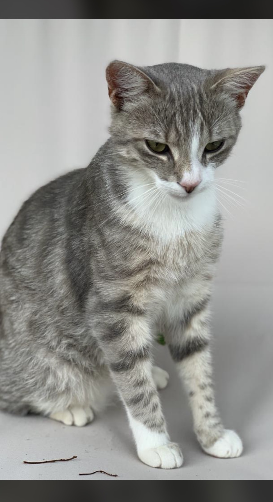 Simba wird in 97714 Ebenhausen vermisst