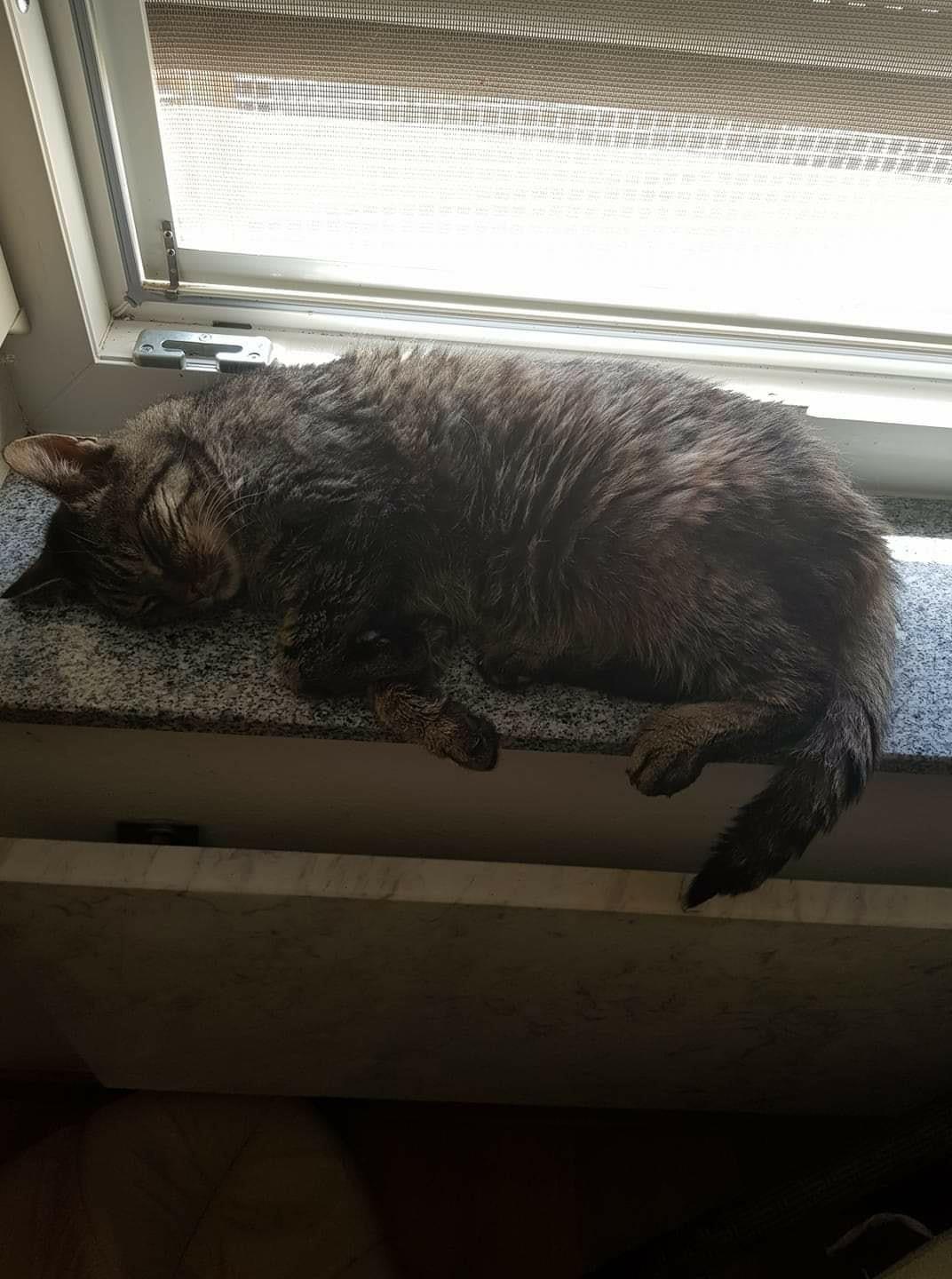 Patenschaft zu vergeben