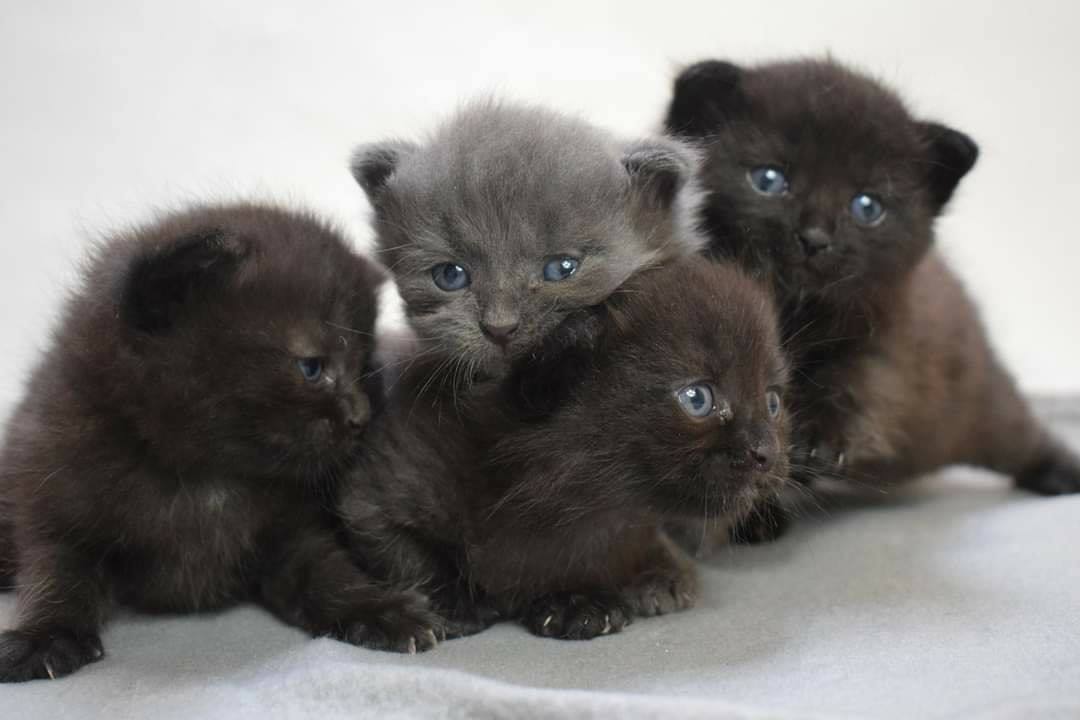 Vier Kitten auf Pflegestelle gebracht worden