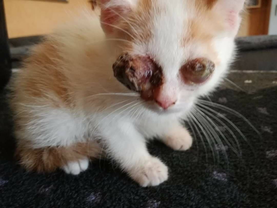 Kleines krankes Kitten auf Pflegestelle gezogen