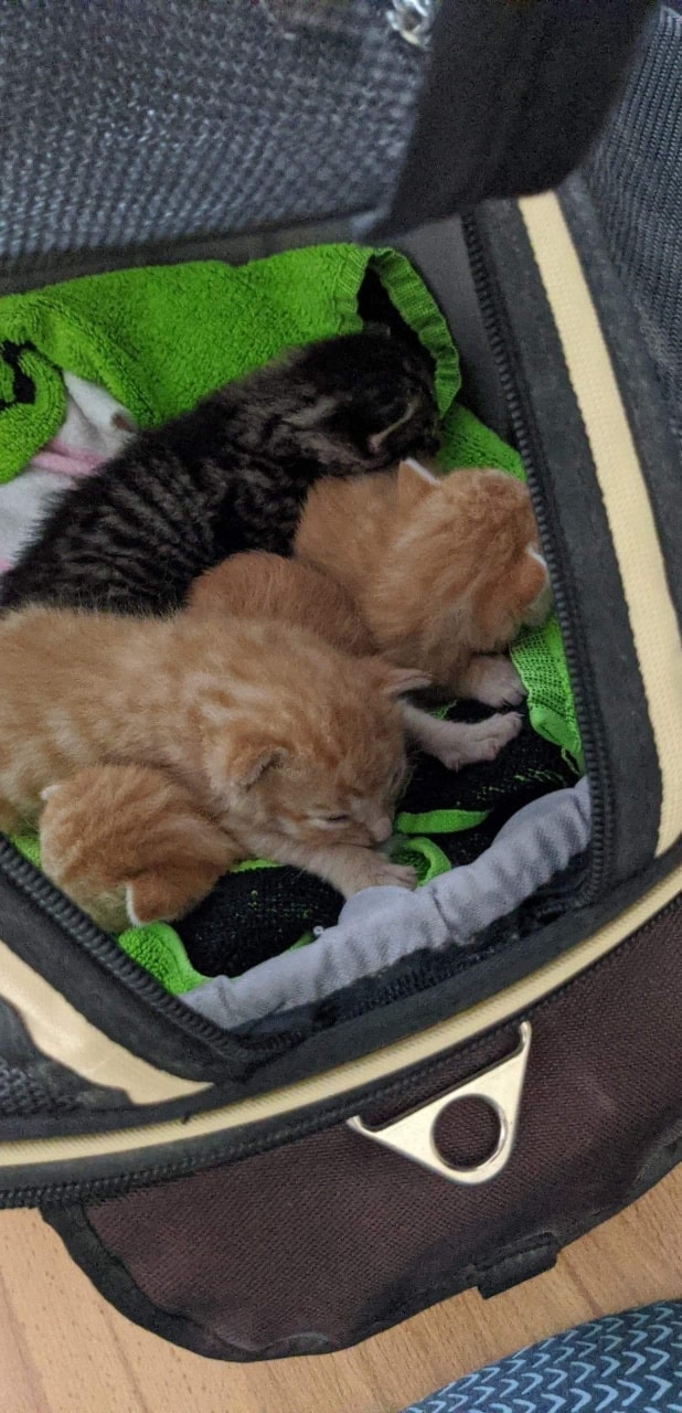 Vier Kitten im Müll gefunden worden