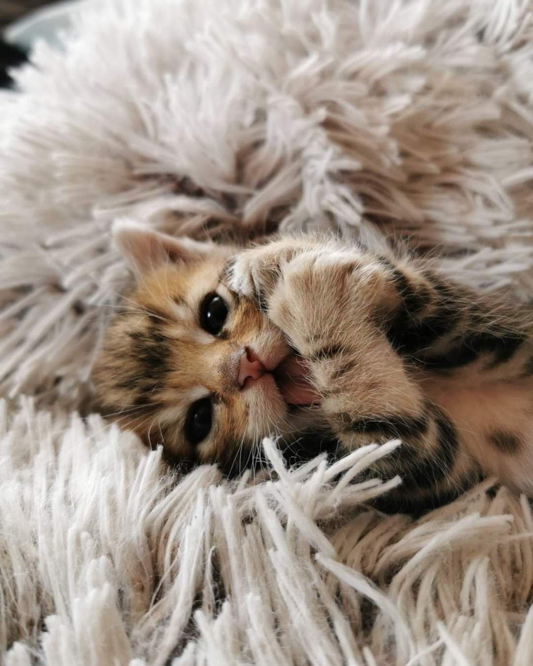 Flaschenkätzchen Ted bedankt sich