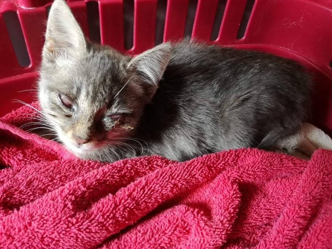 Kleines krankes Kitten an Hauptstrasse gefunden worden