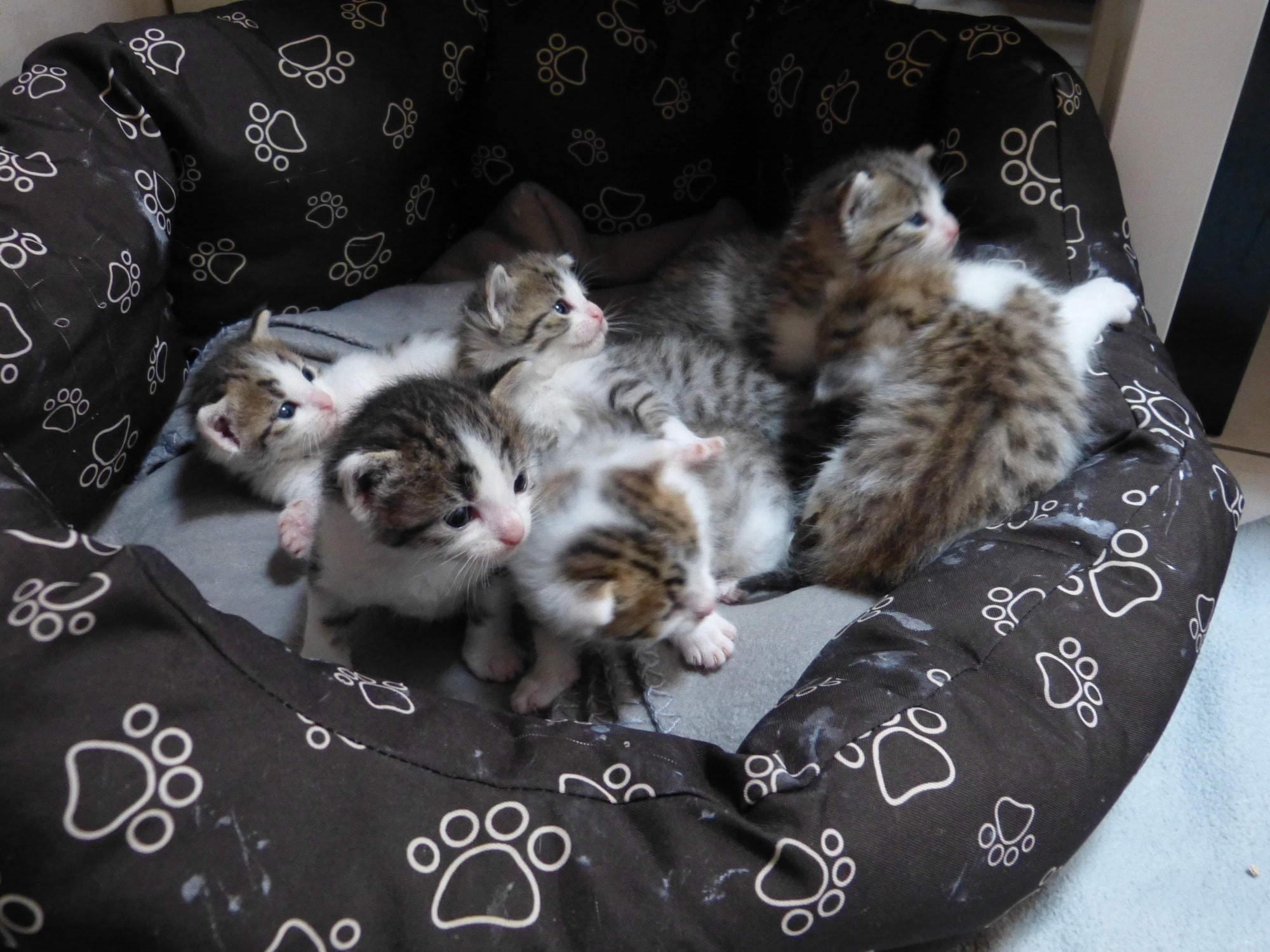 Fortsetzung Vicky und ihre 6 Kitten