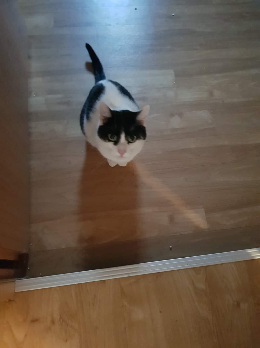 Zwei Jahre alter Kater auf Pflegstelle eingezogen
