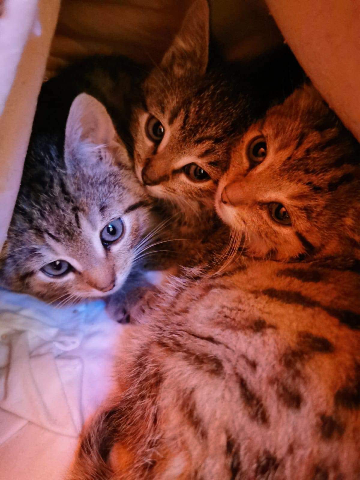 Drei Kitten auf Pflegestelle eingezogen