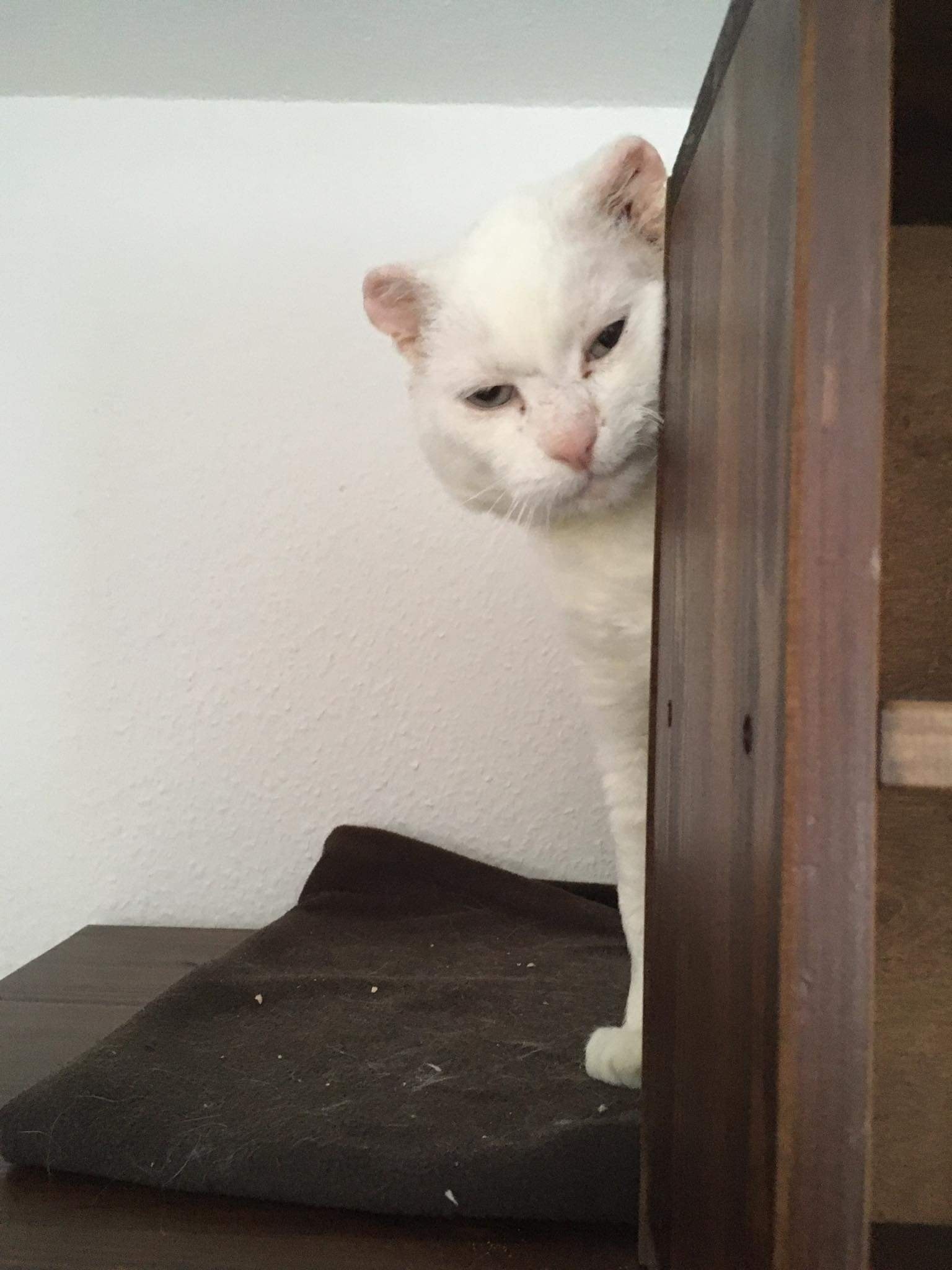 Verletzter Koshka auf Pflegestelle eingezogen