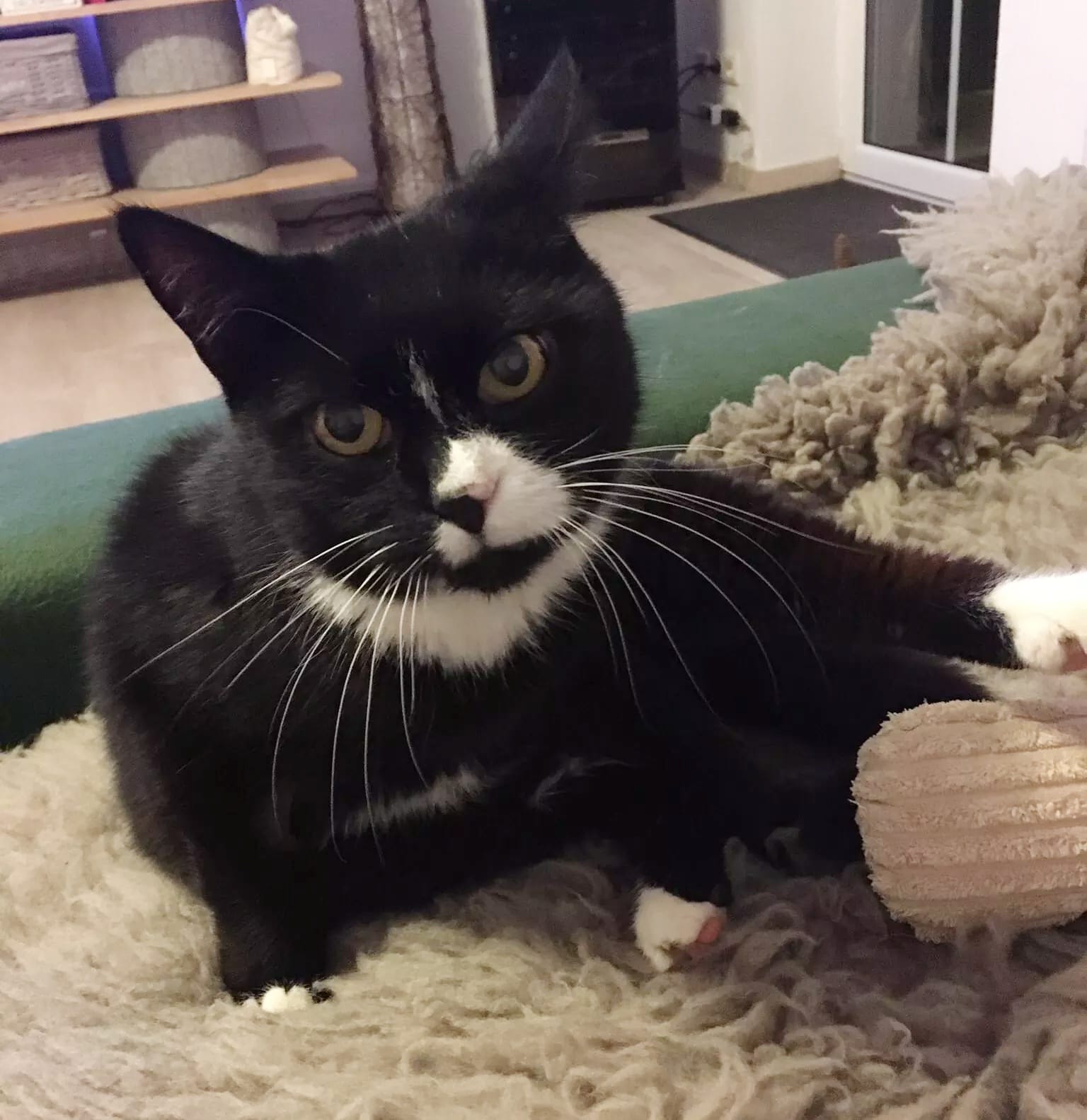 Senior Caspar bedankt sich für die bereits eingegangenen Spenden, er braucht intensive tieräztliche Hilfe, bitte unterstützen Sie ihn weiterhin.