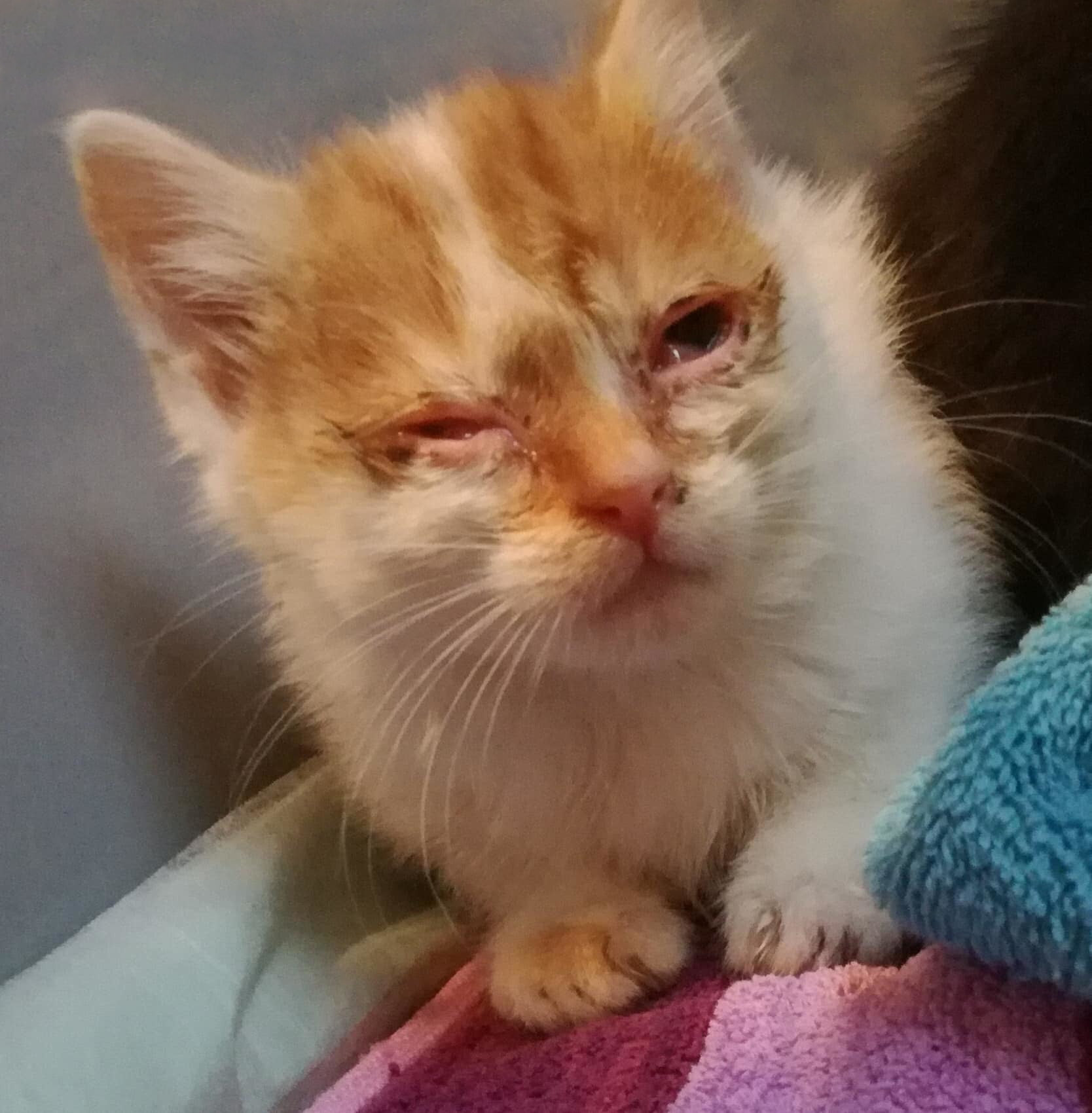 Zwei kranke Kitten auf Pflegestelle eingezogen