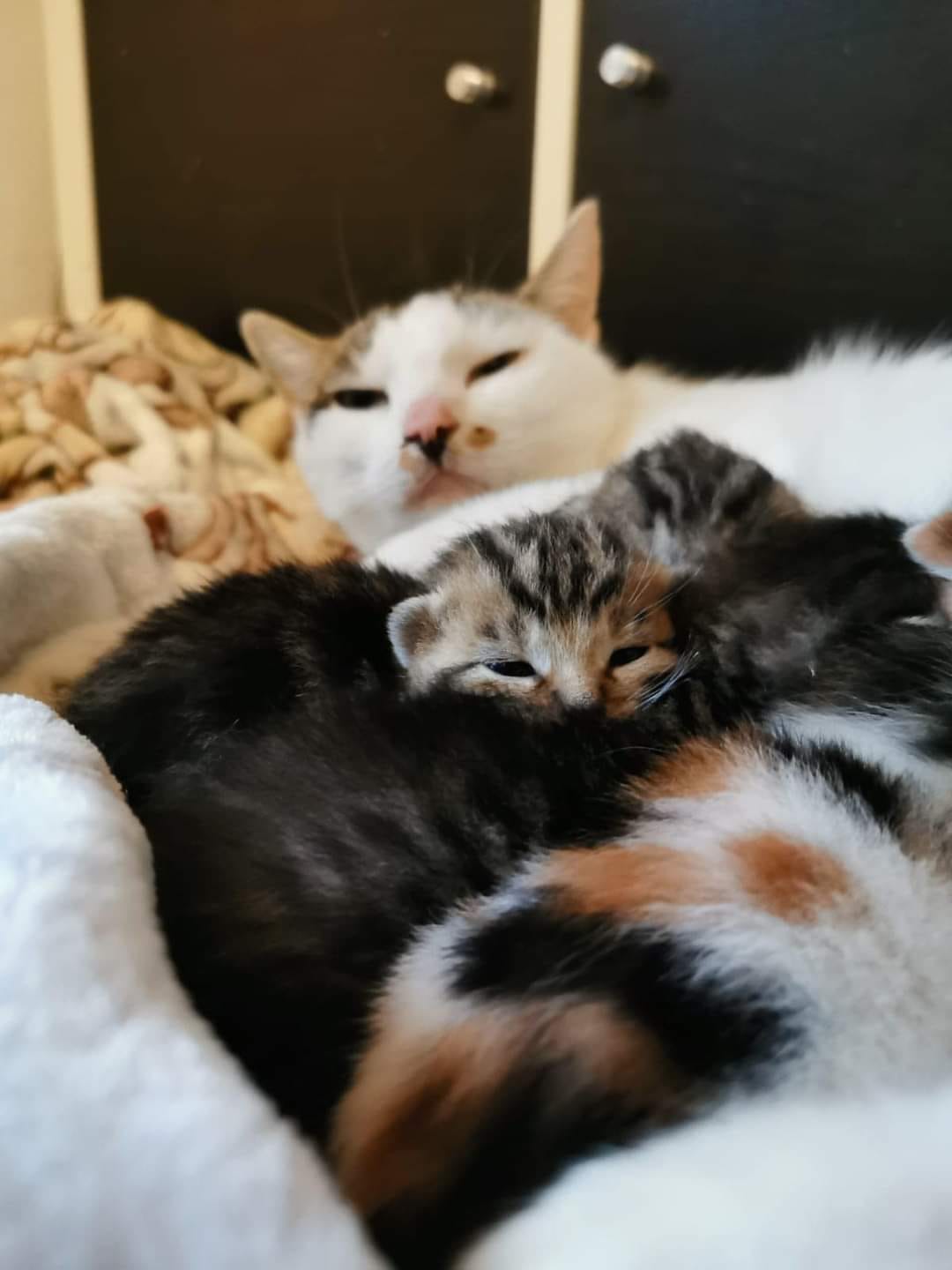 Katzenfamilie auf Pflegestelle eingezogen