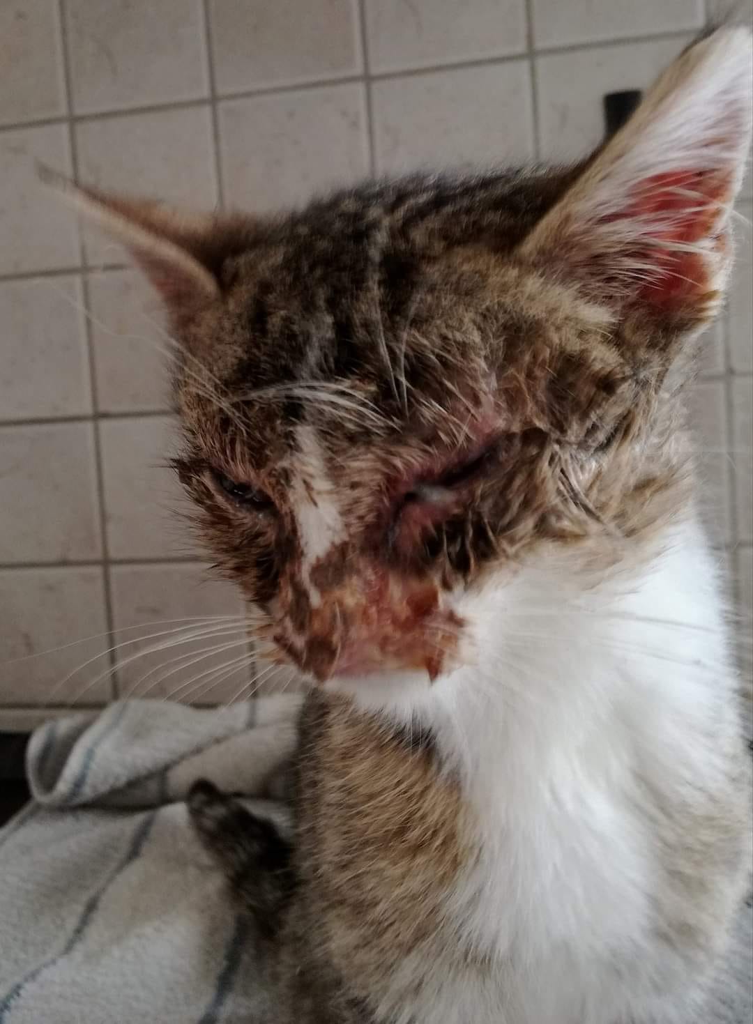 Katerchen im jämmerlichen Zustand bei uns abgegeben worden