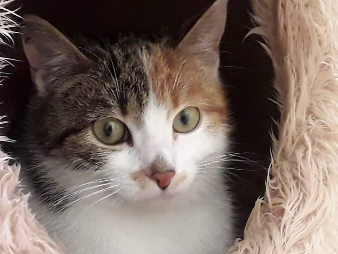 Junge Katze Maya auf Pflegestelle eingezogen