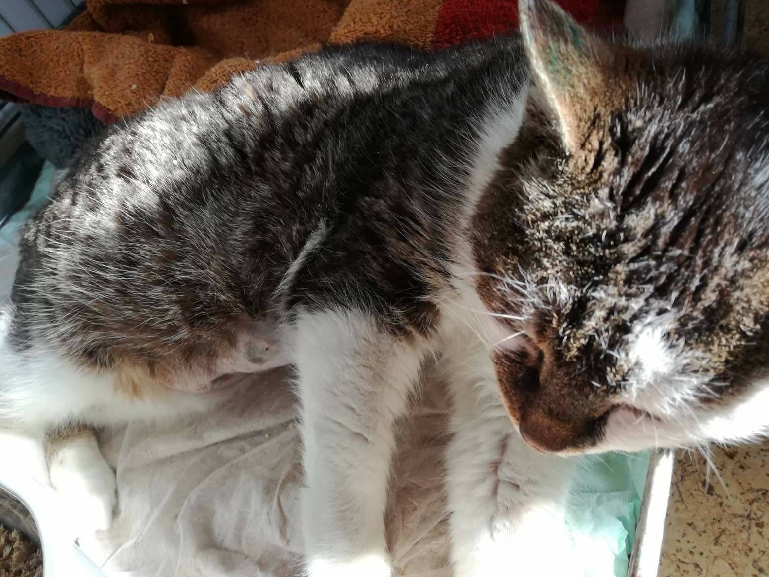 Katzenseniorin auf Pflegestelle eingetroffen, sie braucht eure Unterstützung