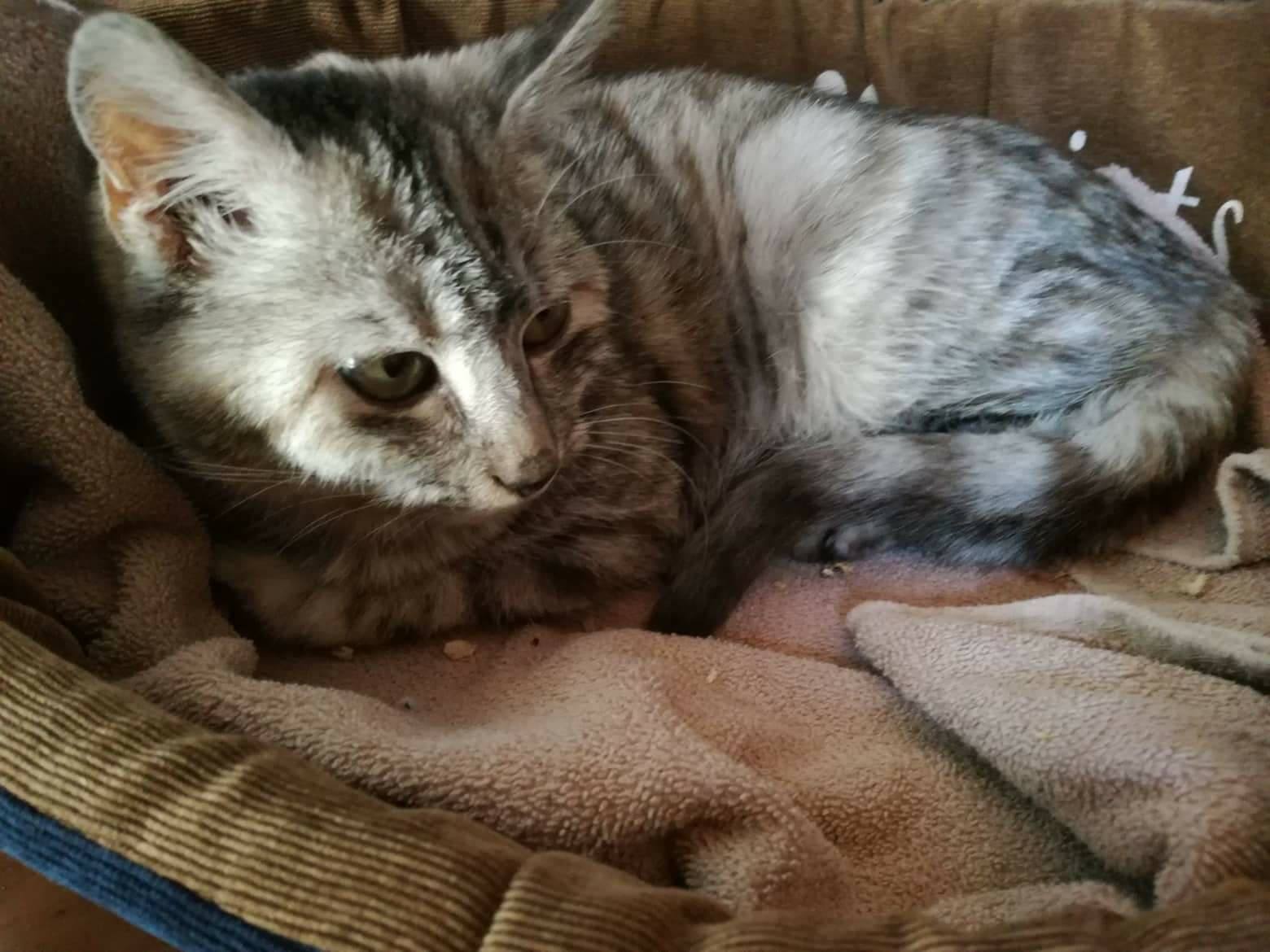 Ajuna wurde kurz vor dem Hungertot gerettet