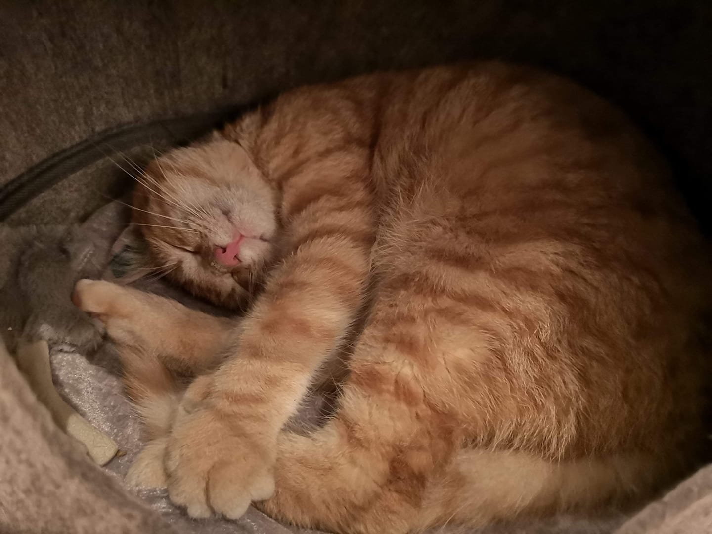 Kater Findus auf Pflegestelle eingezogen