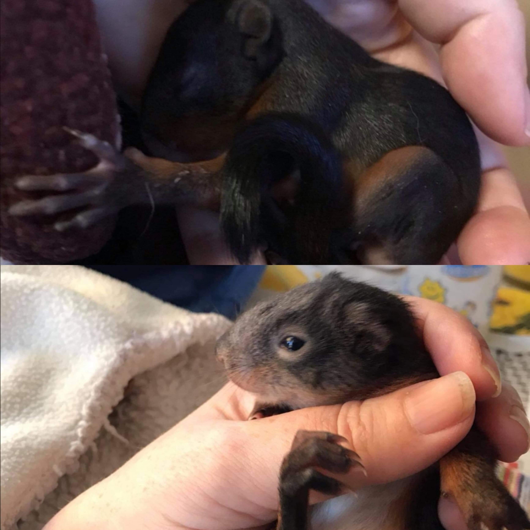 Kleines Eichhörnchen auf Pflegestelle eingezogen