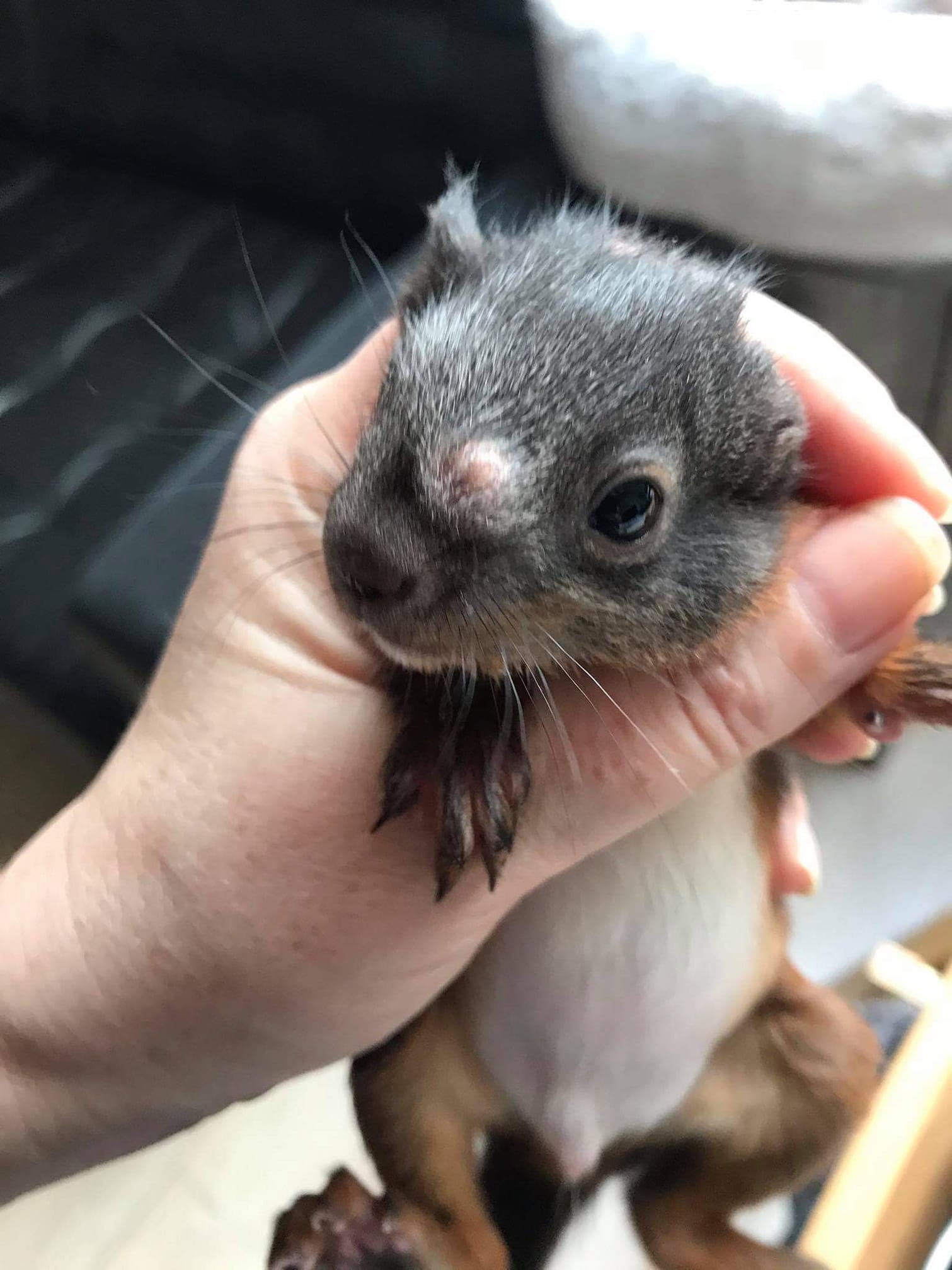 Eichhörnchen Jean-Claude war bei Tierarzt