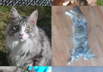 Vermisster Main Coon Kater in 97737 Hofstetten/Gemünden am Main