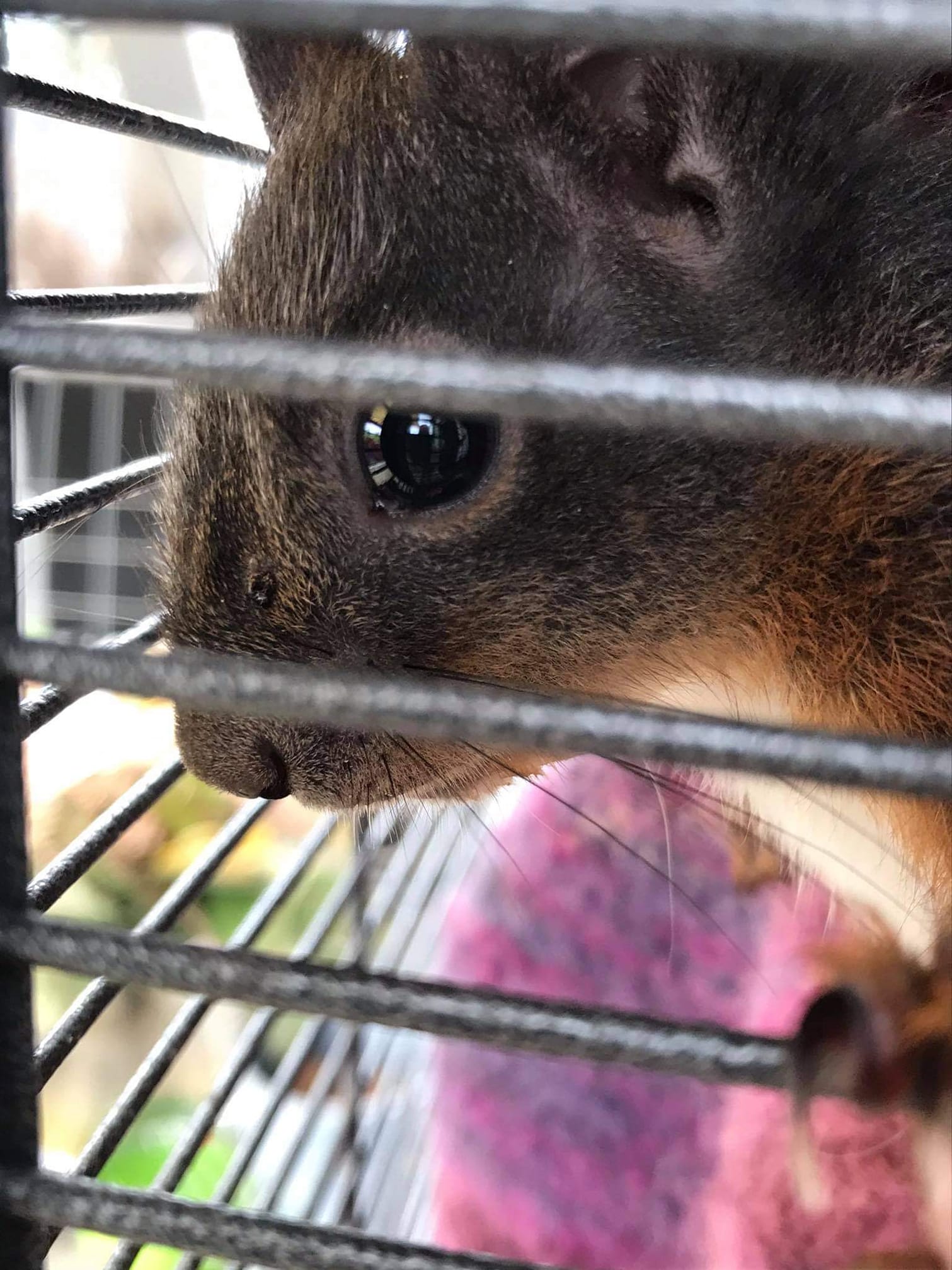 Grüße von Jean-Claude dem Eichhörnchen