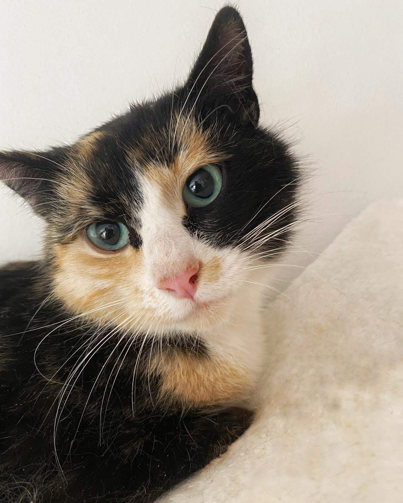 Trächtige Schönheit Blue auf Pflegestelle vorübergehend beheimatet