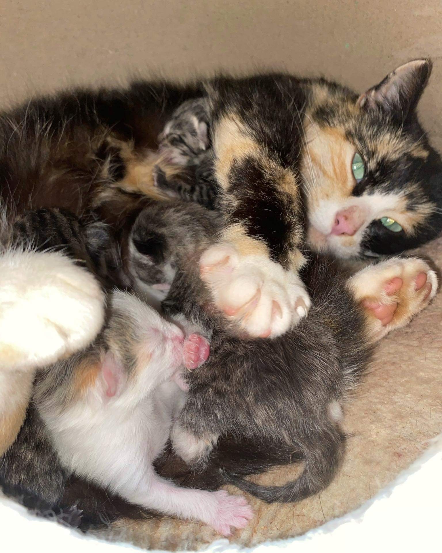 Blues Kitten sind geboren worden