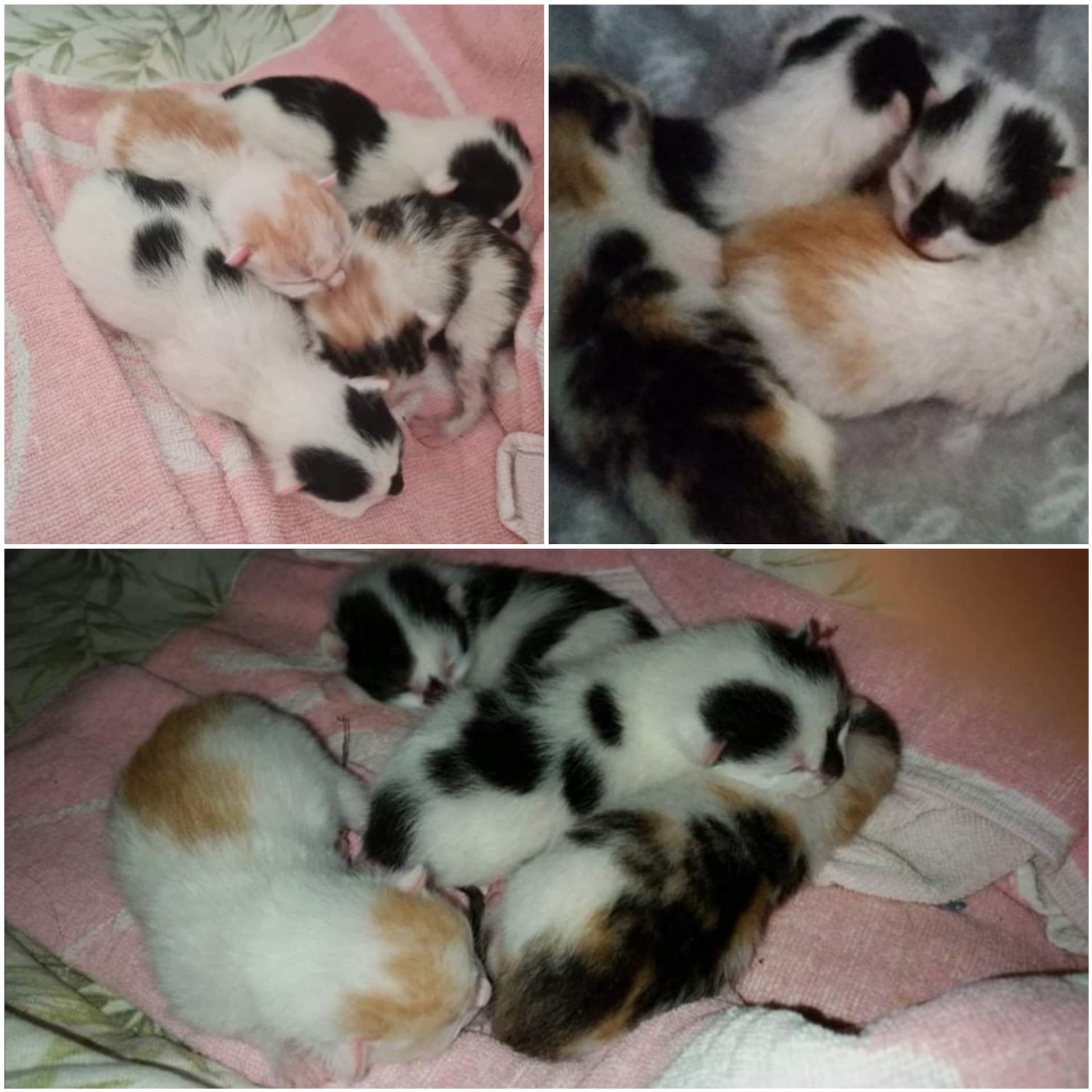 Phoebes Kitten wurden geborgen