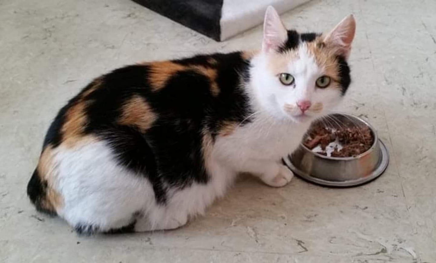 Trächtige Phoebe auf Pflegestelle gezogen