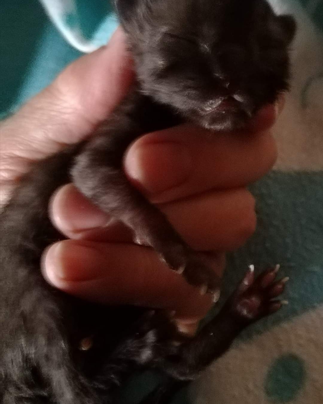 Kleiner Emil alleine gefunden worden