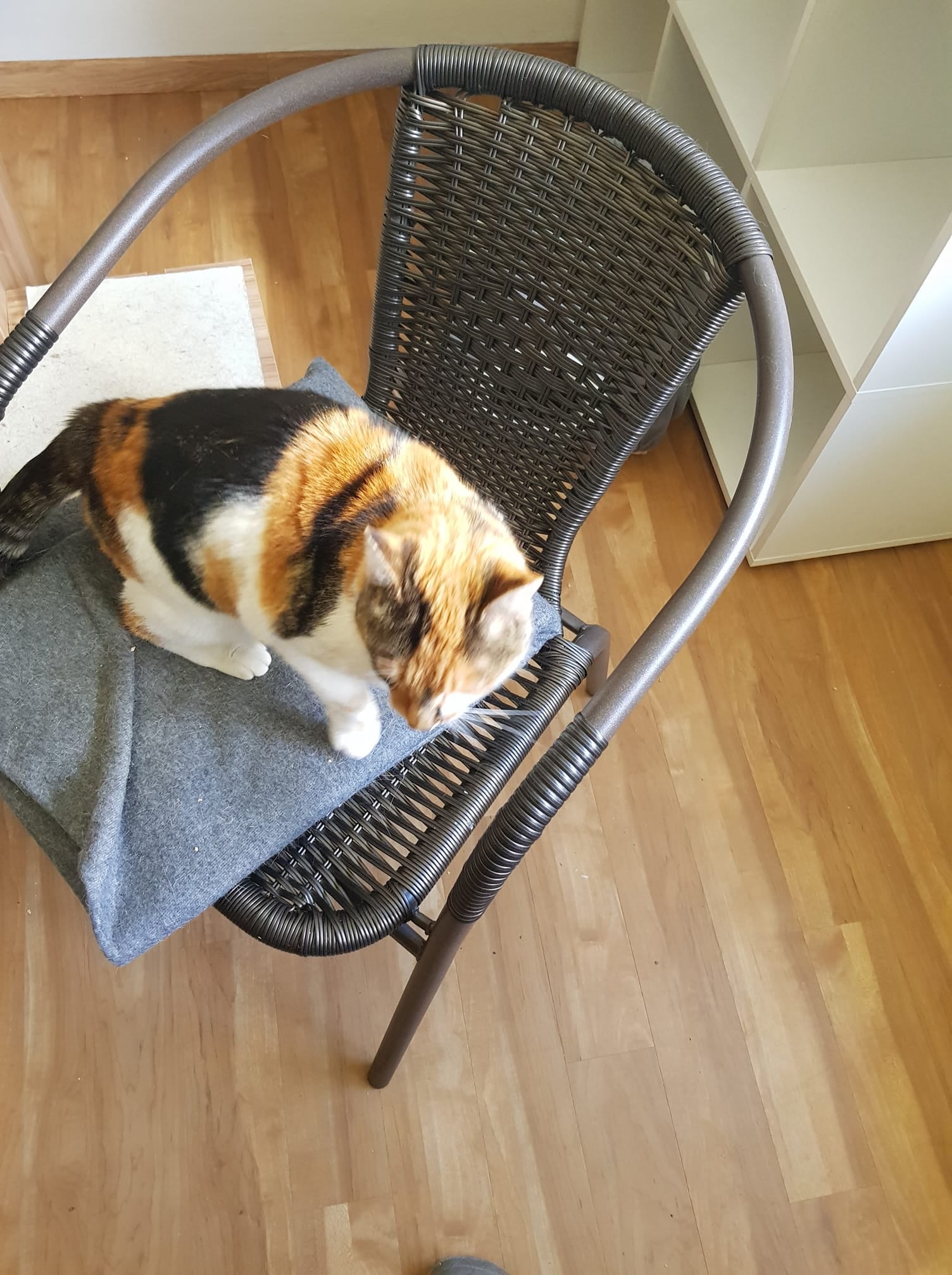 Katzen chipen lassen