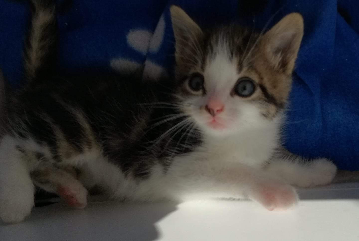 Pflegestellen für Katzen gesucht