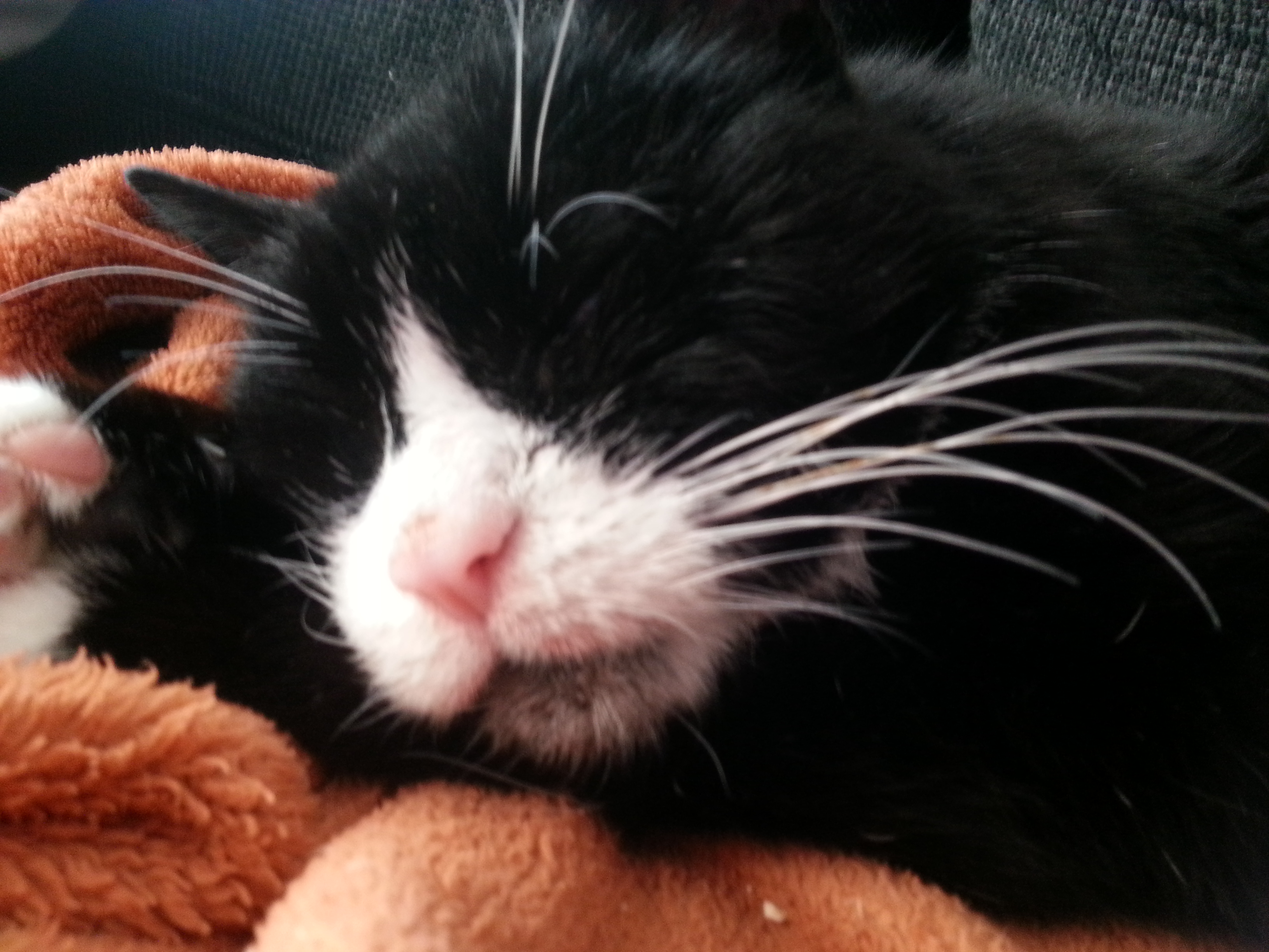 Aramis ist nun „der König vom Sofa“