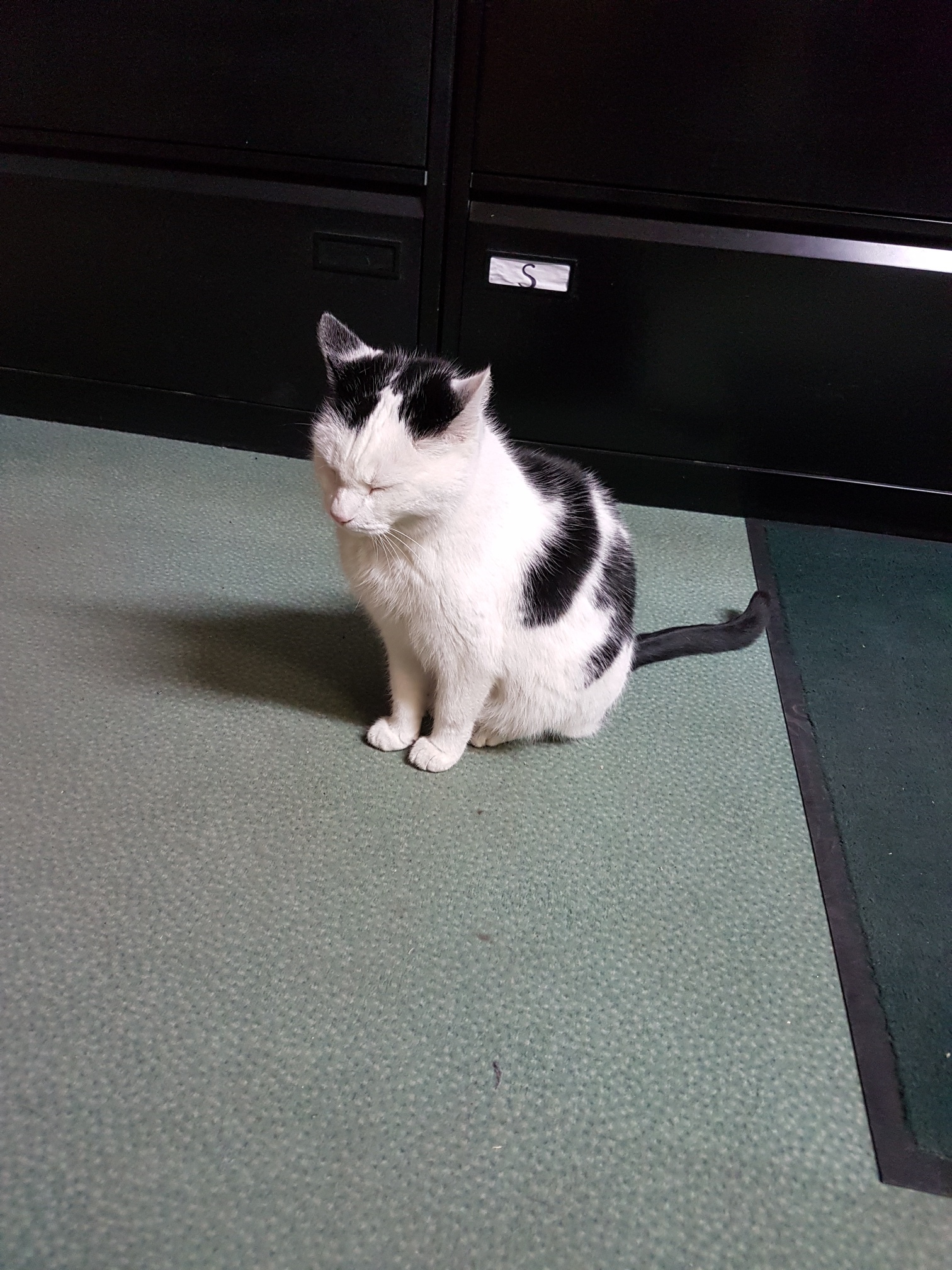 Katze Alice in 97447 Gerolzhofen vermisst