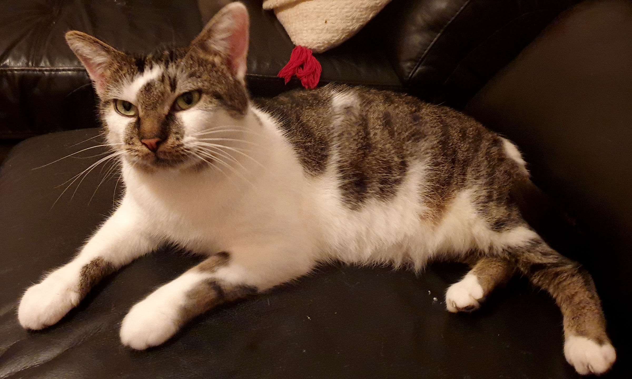 Kater Ronaldo in 97616 Bad Neustadt Herschfeld vermisst