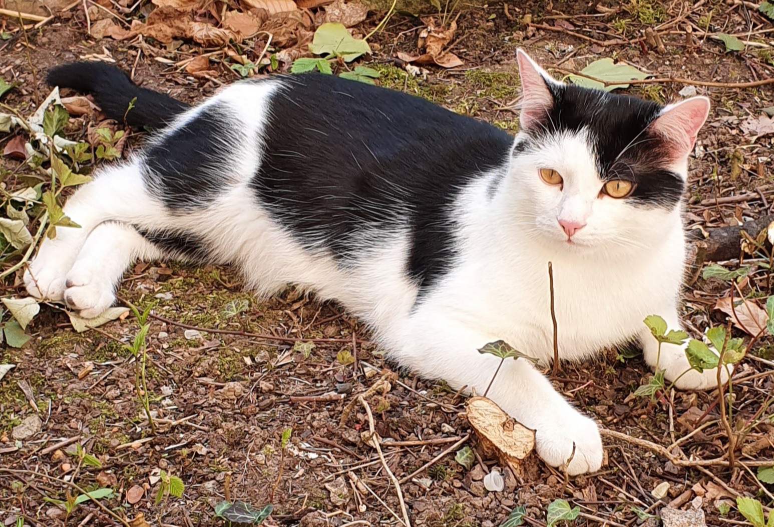 Kater Dipsy seit Anfang Juli 2020 in Bad Kissingen vermisst